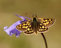 Chequered Skipper Carterocephalus palaemon