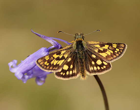 Chequered Skipper Carterocephalus palaemon