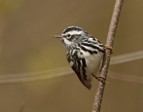 Black & White Warbler Mniotilta varia