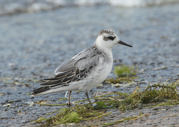 Grey Phalarope Phalaropus fulicarius