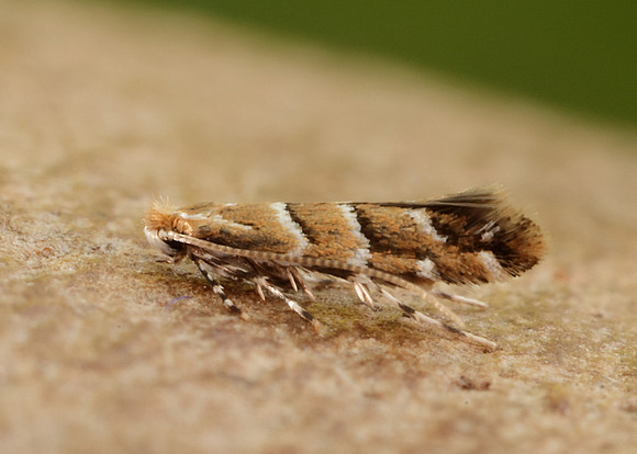 15.089 BF366a Horse Chestnut Leaf-miner Cameraria ohridella