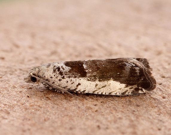 49.249 BF1134 Epinotia ramella