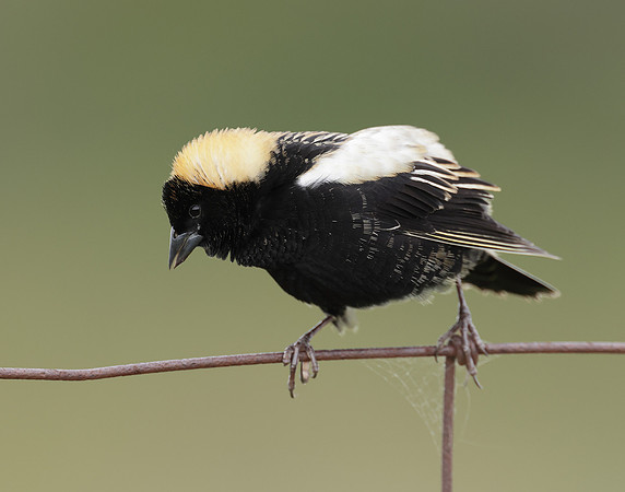 Bobolink Dolichonyx oryzivorus
