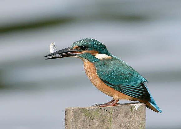 Kingfisher Alcedo atthis