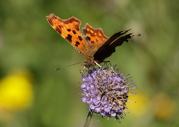 Comma Polygonia c-album