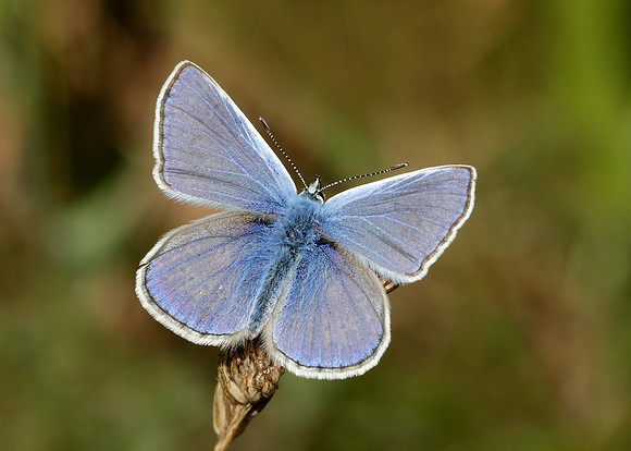 Common Blue Polyommatus icarus