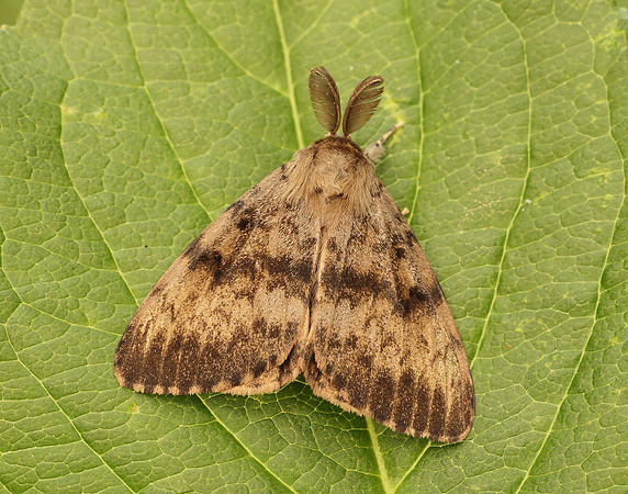 72.011 BF2034 Gypsy Moth Lymantria dispar