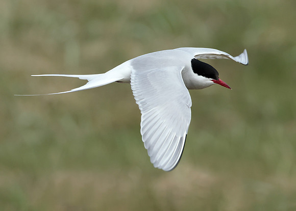 Arctic Tern Sterna paradisaea