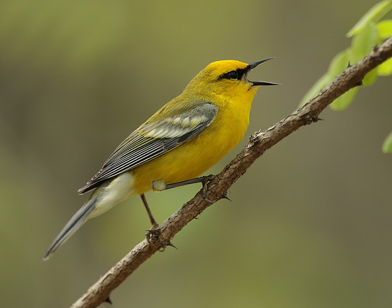 Blue-winged Warbler Vermivora cyanoptera