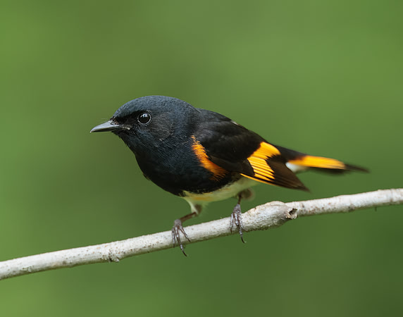 American Redstart Setophaga ruticilla