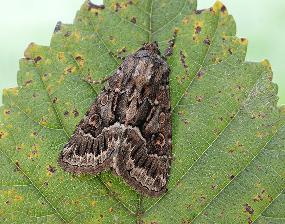 73.109 BF2303 Straw Underwing Thalpophila matura