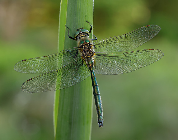 Brilliant Emerald Somatochlora metallica