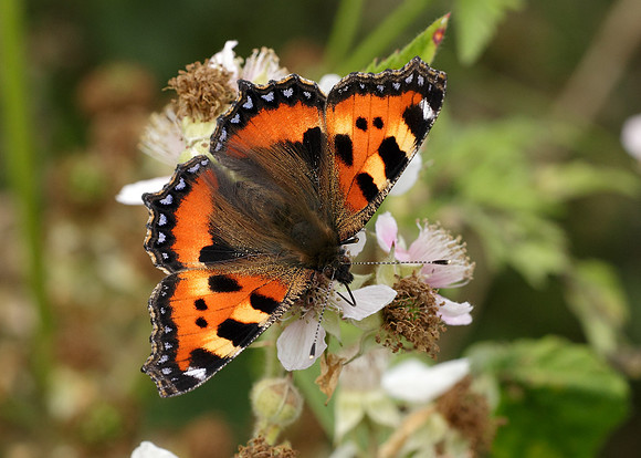 Small Tortoiseshell Aglais urticae