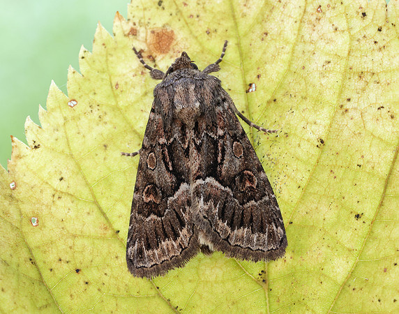 73.109 BF2303 Straw Underwing Thalpophila matura