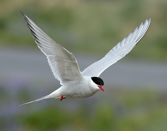 Arctic Tern Sterna paradisaea