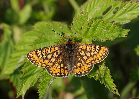 Marsh Fritillary Euphydryas aurinia