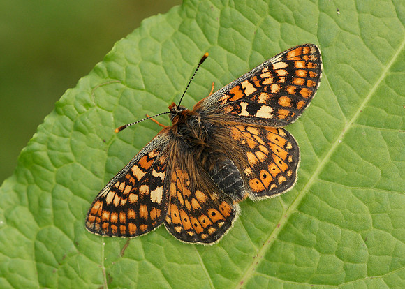 Marsh Fritillary Euphydryas aurinia