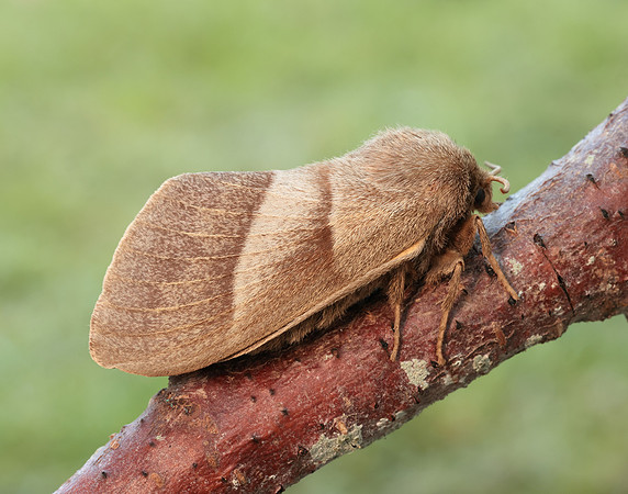 66.008 BF1638 Fox Moth Macrothylacia rubi