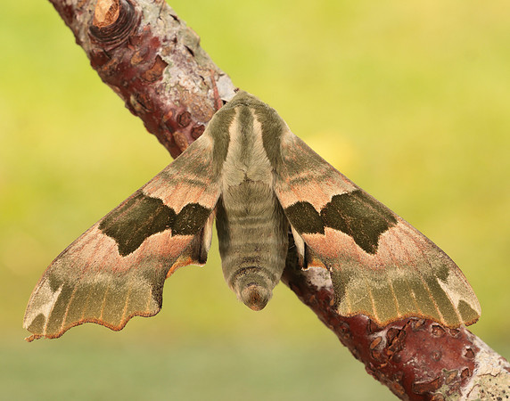 69.001 BF1979 Lime Hawk-moth Mimas tiliae