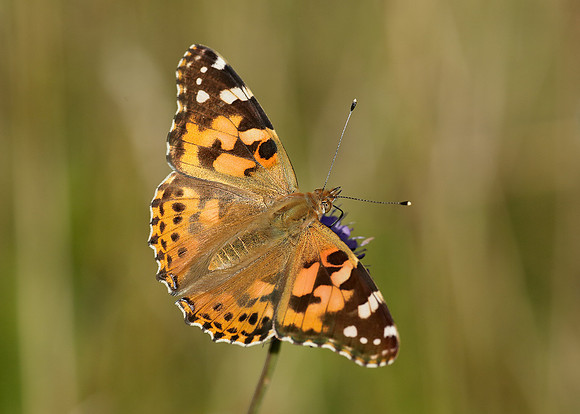 Painted Lady Vanessa cardui