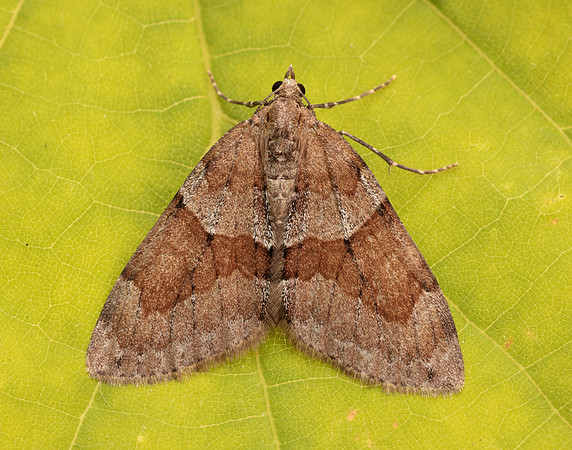 70.081 BF1768 Grey Pine Carpet Thera obeliscata