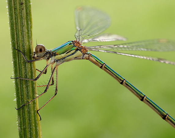 Willow Emerald Chalcolestes viridis