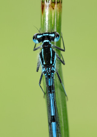 Variable Damselfly Coenagrion pulchellum