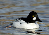 Goldeneye Bucephala clangula