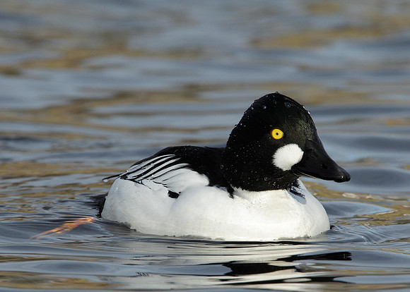Goldeneye Bucephala clangula