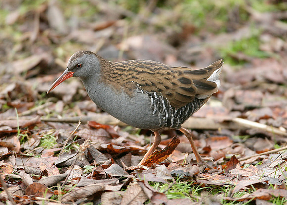 Water Rail Rallus aquaticus