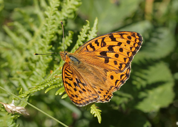 High Brown Fritillary Argynnis adippe