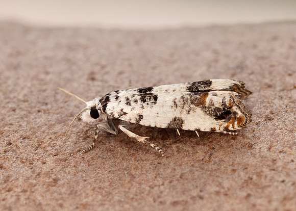 49.269 BF1197 Eucosma campoliliana