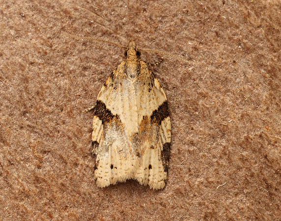 49.037 BF993 Cyclamen Tortrix Clepsis spectrana