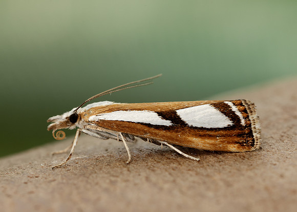 63.096 BF1310 Catoptria permutatellus