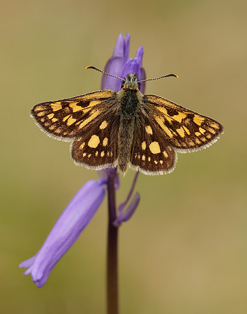 Chequered Skipper Carterocephalus palaemon