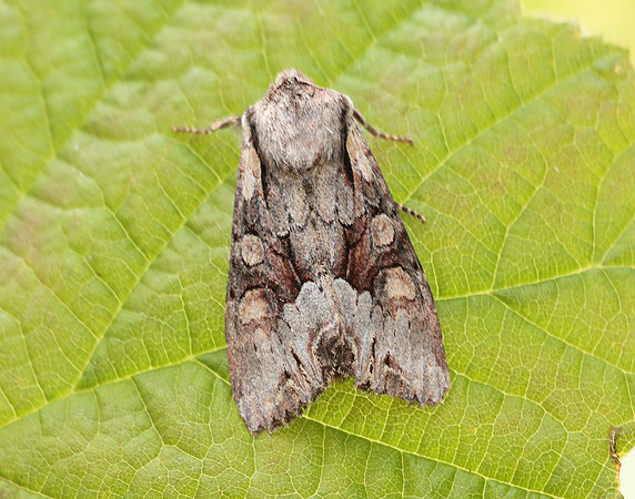 73.263 BF2157 Light Brocade Lacanobia w-latinum