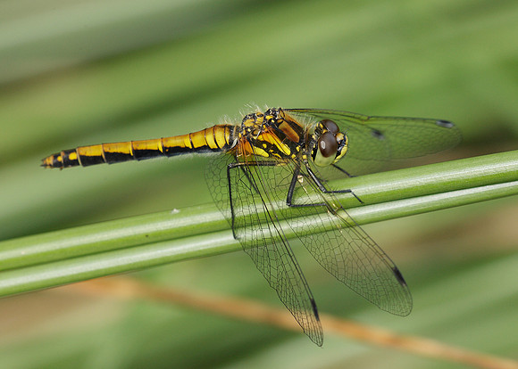 Black Darter Sympetrum danae