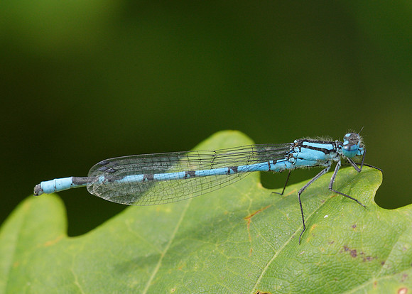 Common Blue Damsefly Enallagma cyathigerum