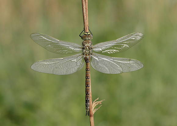 Common Hawker Aeshna juncea