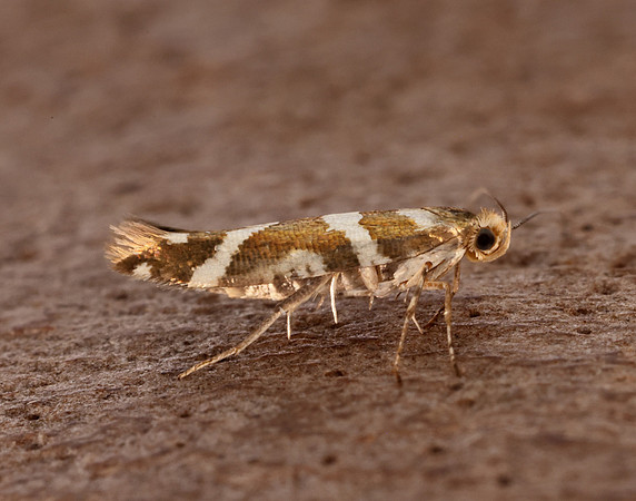 20.012 BF411 Argyresthia goedartella