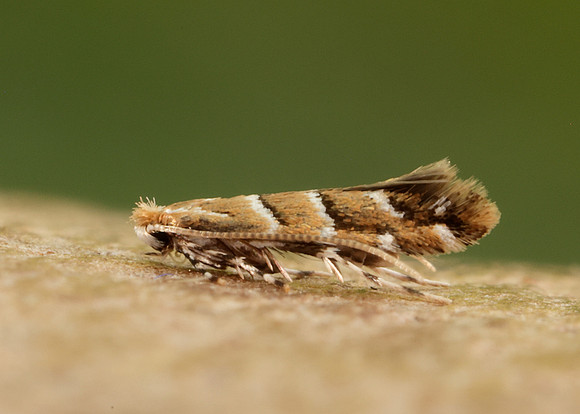 15.089 BF366a Horse Chestnut Leaf-miner Cameraria ohridella