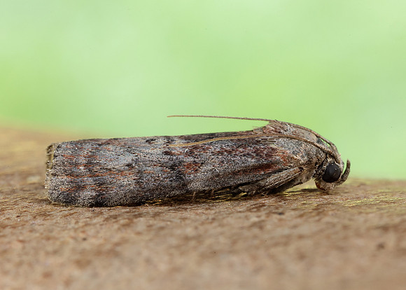 62.029 BF1452 Phycita roborella