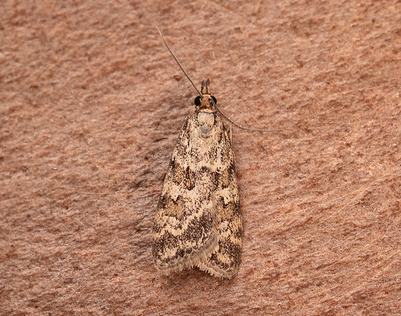 63.066 BF1333 Scoparia pyralella