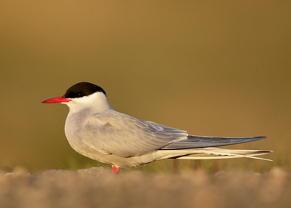 Arctic Tern Sterna paradisaea