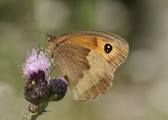 Meadow Brown Maniola jurtina