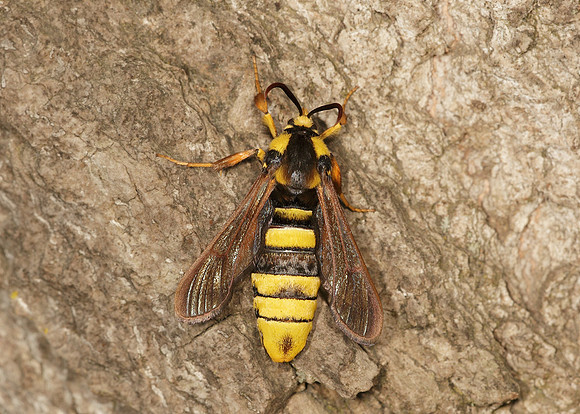 52.002 BF0370 Hornet Moth Sesia apiformis