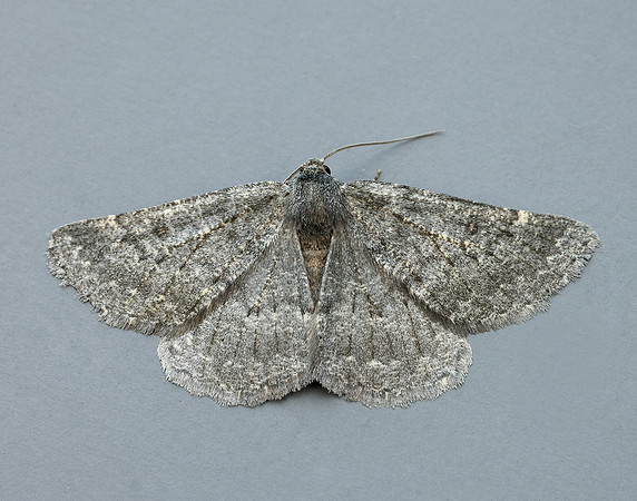 70.285 BF1963 Scotch Annulet Gnophos obfuscata