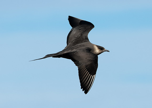 Arctic Skua Stercorarius parasiticus