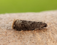49.357 BF1247 Plum Fruit Moth Grapholita funebrana