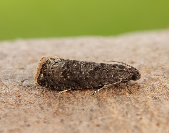 49.357 BF1247 Plum Fruit Moth Grapholita funebrana